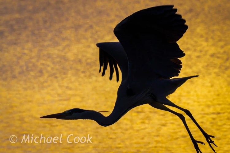 Silhouette of a heron in flight against a golden sky at Hogganfield Loch.