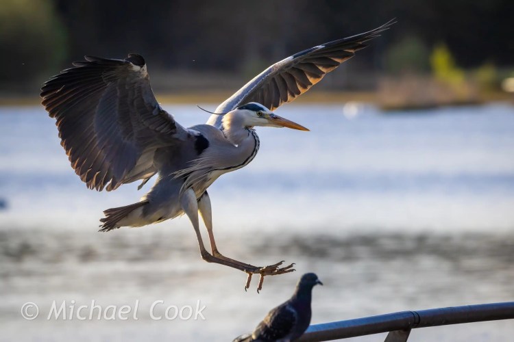 Grey heron landing near a pigeon at Hogganfield Loch.