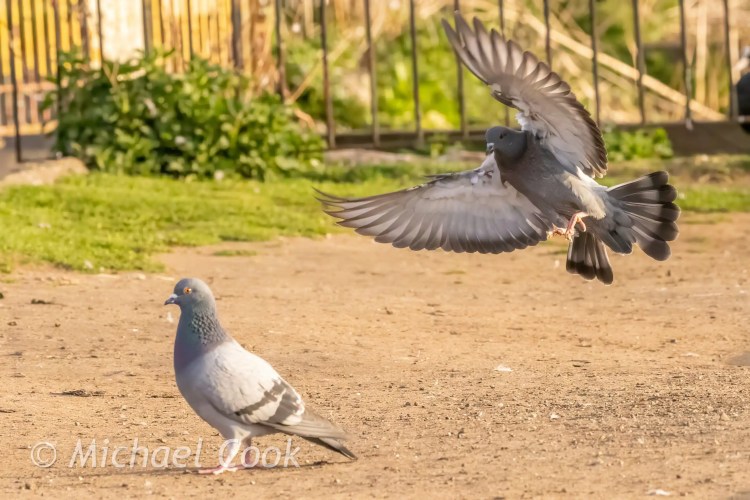 Pigeons at Hogganfield Loch: One standing, one taking flight with wings spread.