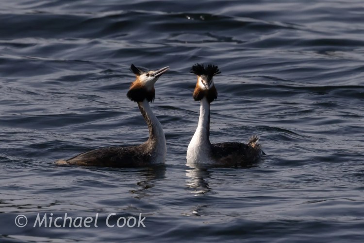 Great Crested Grebes displaying at Hogganfield Loch