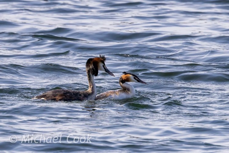 Great Crested Grebes displaying on Hogganfield Loch.
