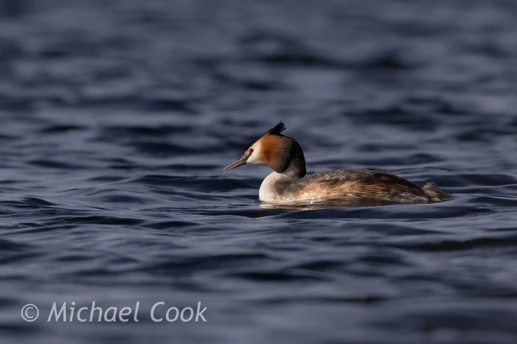 Great Crested Grebe swimming in Hogganfield Loch. Bird photography.