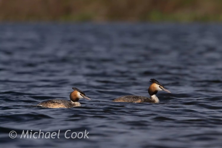 Two Great Crested Grebes swimming on Hogganfield Loch.