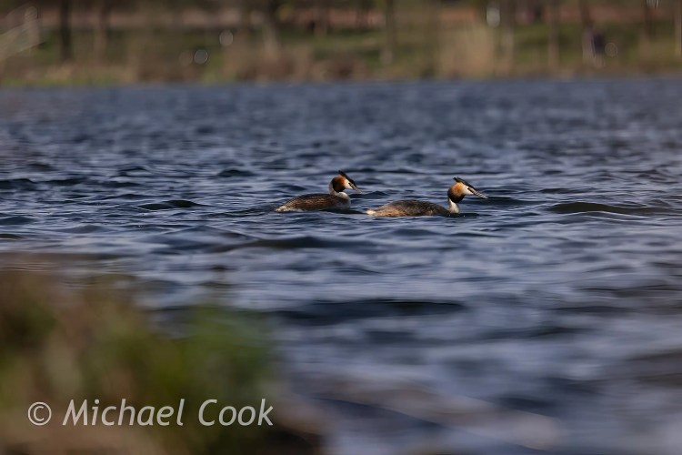 Two Great Crested Grebes swimming on Hogganfield Loch. Photography at Hogganfield Loch.
