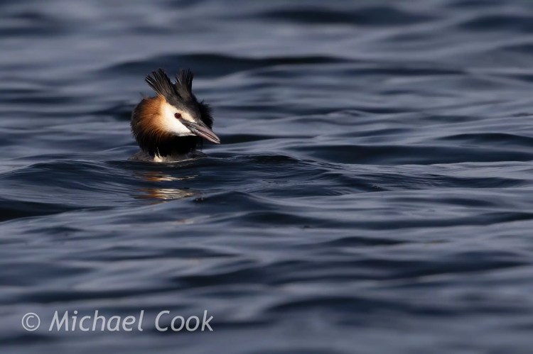 Great Crested Grebe in Hogganfield Loch water.