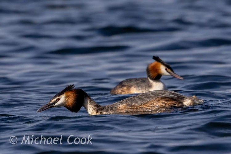 Two Great Crested Grebes swimming on Hogganfield Loch.