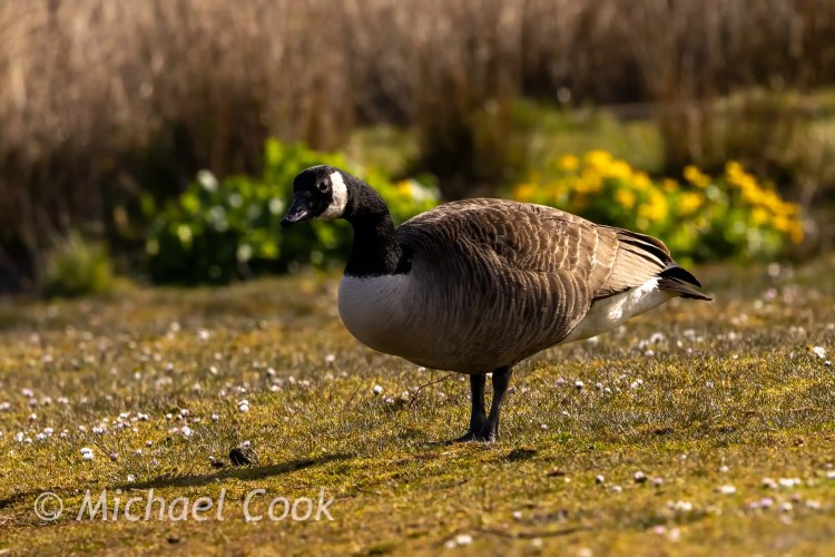Canada goose at Hogganfield Loch, standing on grass with yellow flowers in the background.
