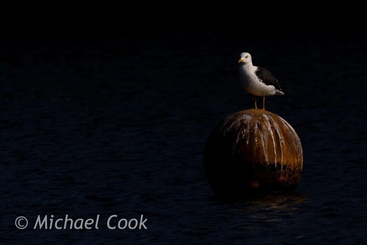 Great Black-backed Gull perched on a buoy at Hogganfield Loch.