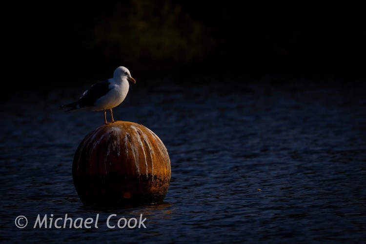 Seagull perched on a buoy in Hogganfield Loch.