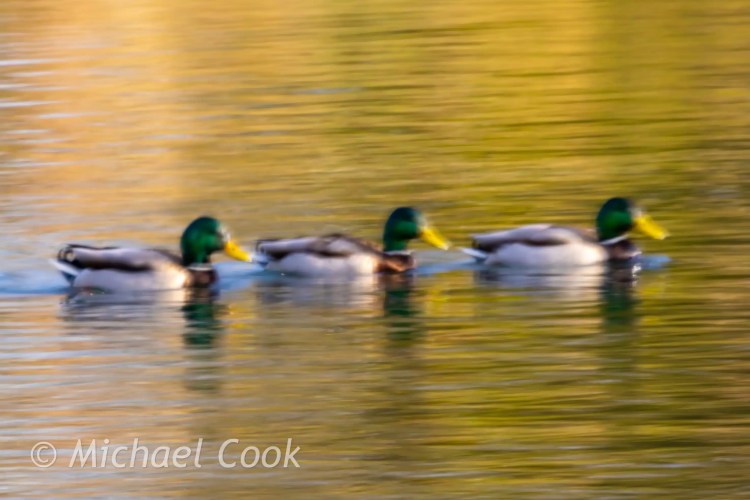 Three mallard ducks swimming in Hogganfield Loch, Glasgow. Water reflects golden light.
