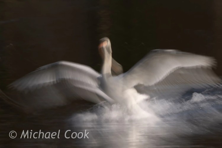 Swan landing on Hogganfield Loch, wings spread wide, creating a splash.