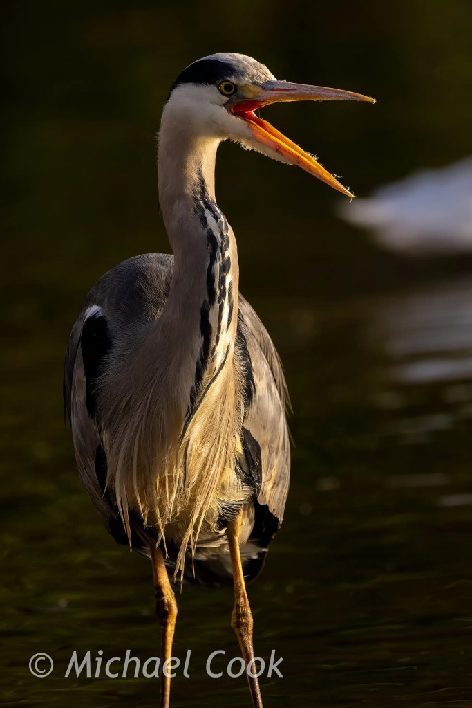 Grey heron with its beak wide open at Hogganfield Loch, Glasgow.