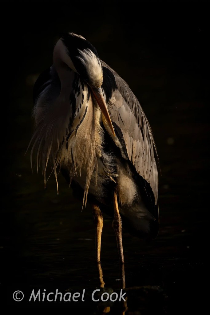 Grey heron preening in Hogganfield Loch. Bird with long beak and elegant feathers.