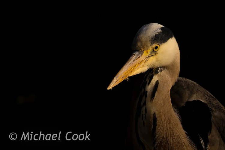 Grey heron portrait at Hogganfield Loch, Glasgow. Striking yellow eye and beak detail.