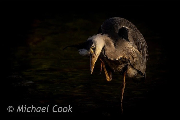 Grey heron preening in the water at Hogganfield Loch.
