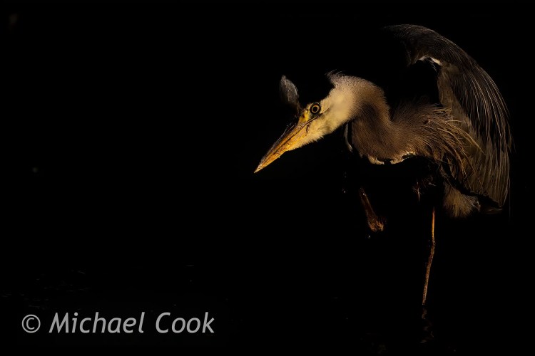 Great blue heron at Hogganfield Loch, focused on prey.