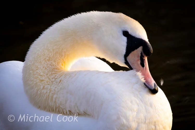 Mute swan preening feathers at Hogganfield Loch.