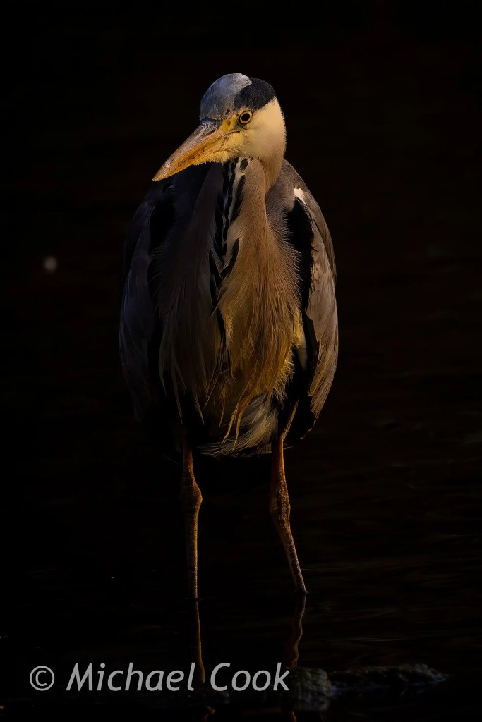 Great blue heron standing in dark water at Hogganfield Loch.
