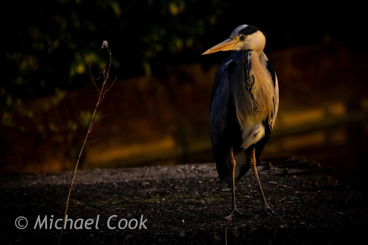 Grey heron standing on concrete at Hogganfield Loch, Glasgow.