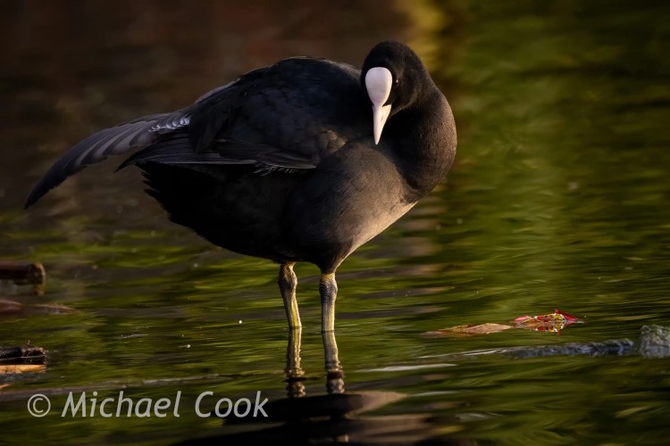 Coot at Hogganfield Loch, standing in water with reflection.