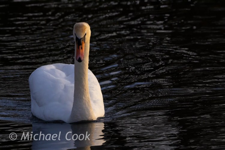Mute swan swimming in Hogganfield Loch, Glasgow.
