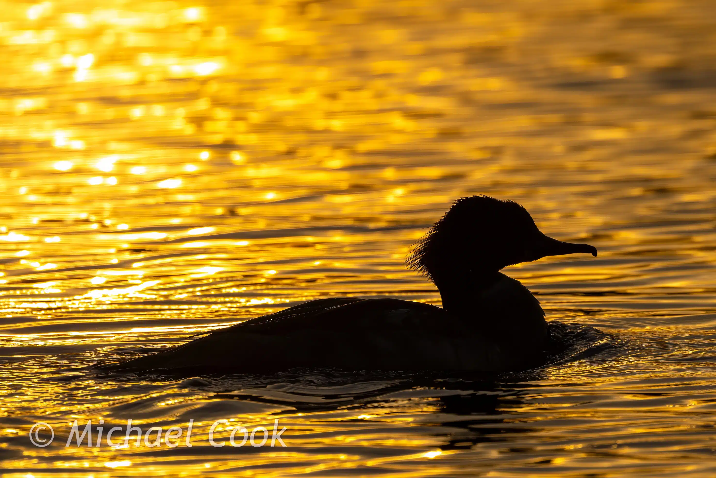 Silhouette of a duck swimming in golden water at Hogganfield Loch.