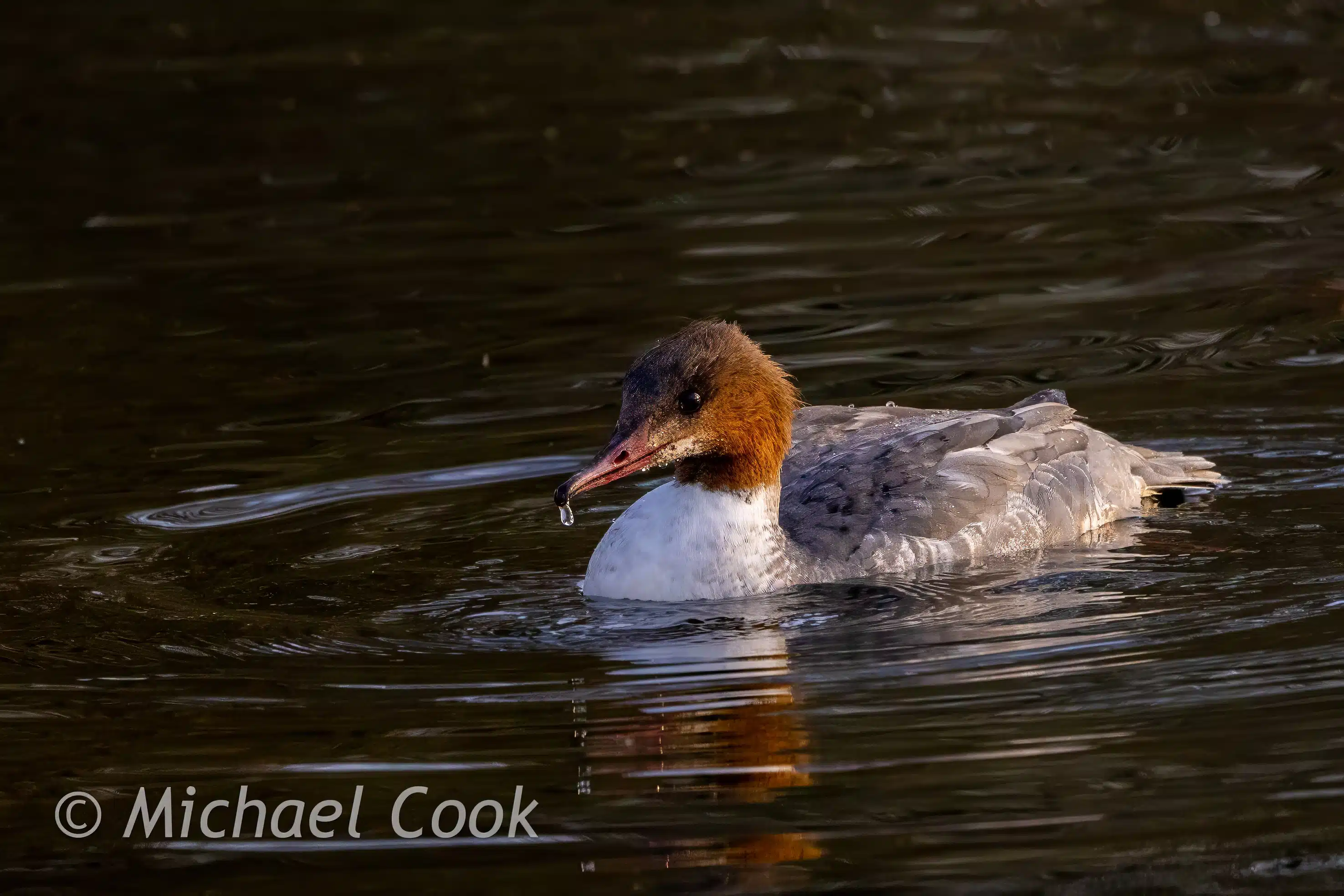 Female Goosander duck swimming in Hogganfield Loch water
