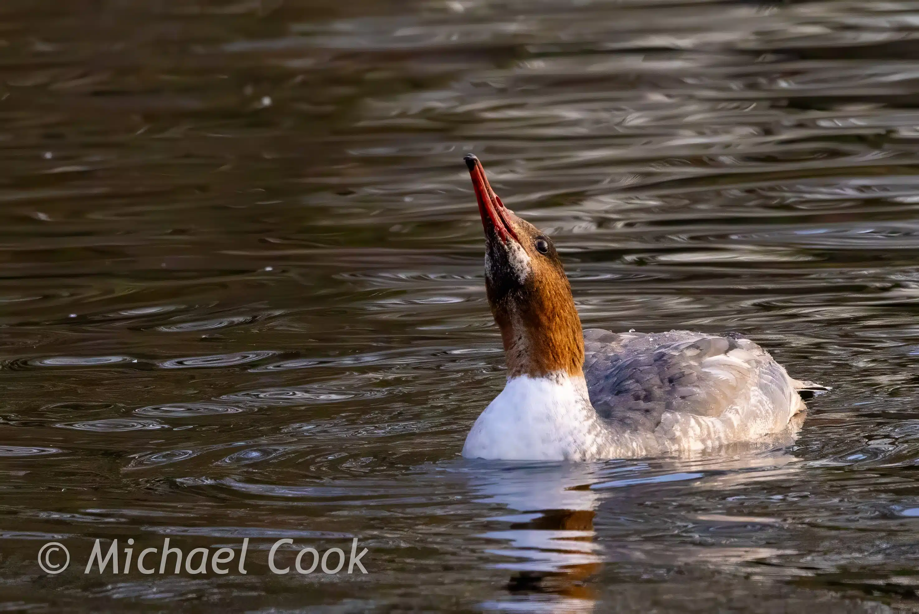 Female Goosander duck with its beak open at Hogganfield Loch.