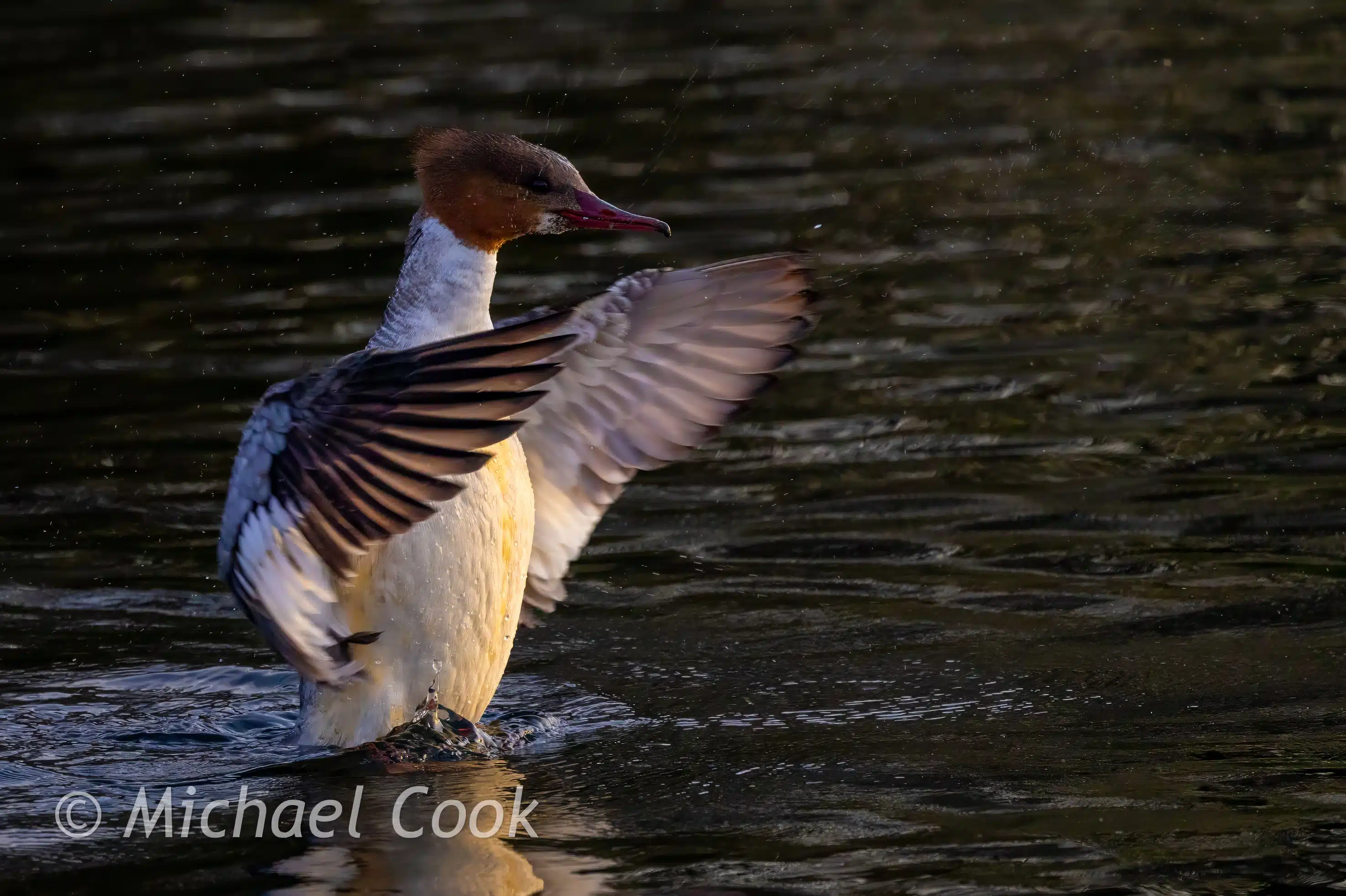 Female goosander duck flapping wings in Hogganfield Loch water.