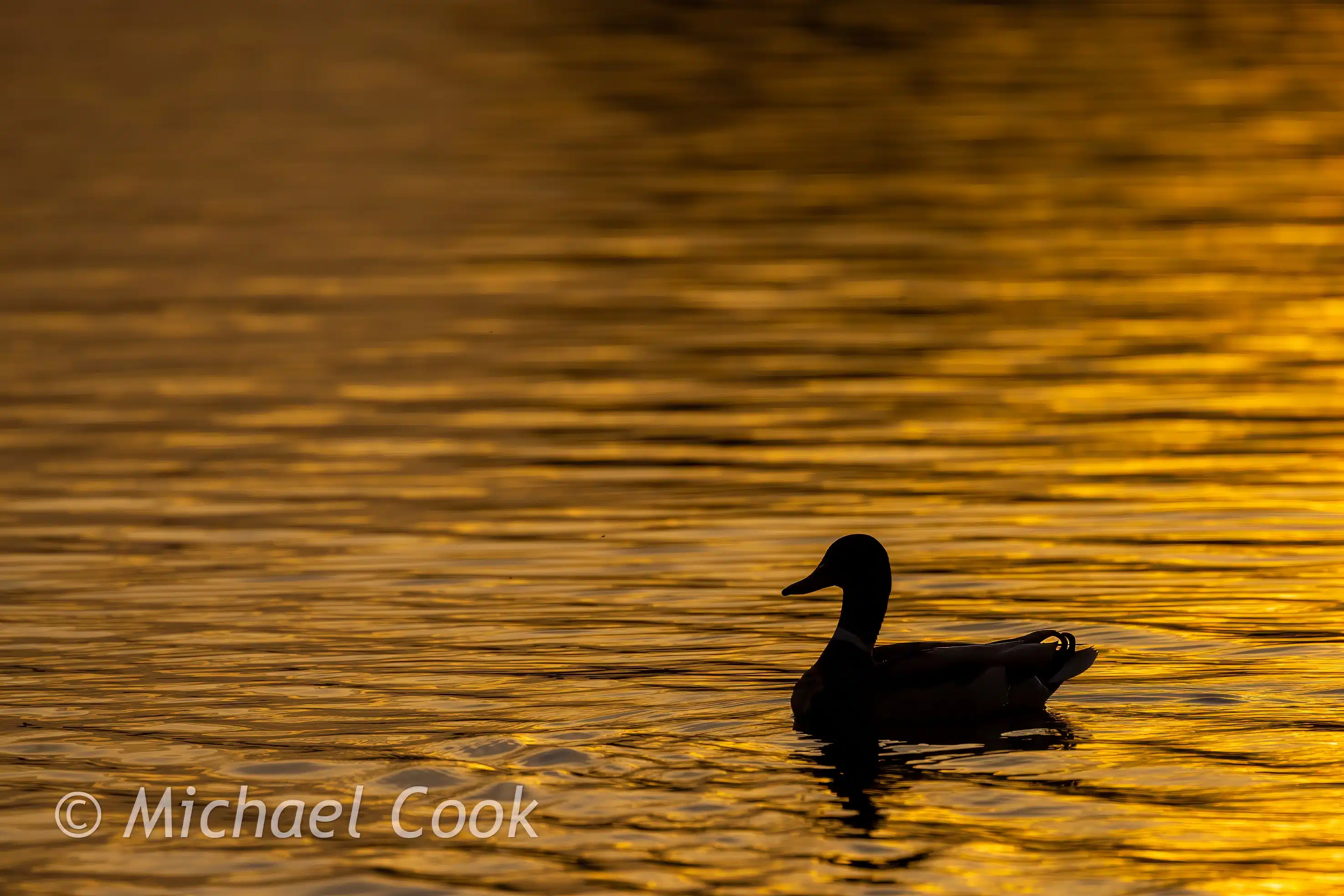 Silhouette of a duck swimming in Hogganfield Loch at sunset.