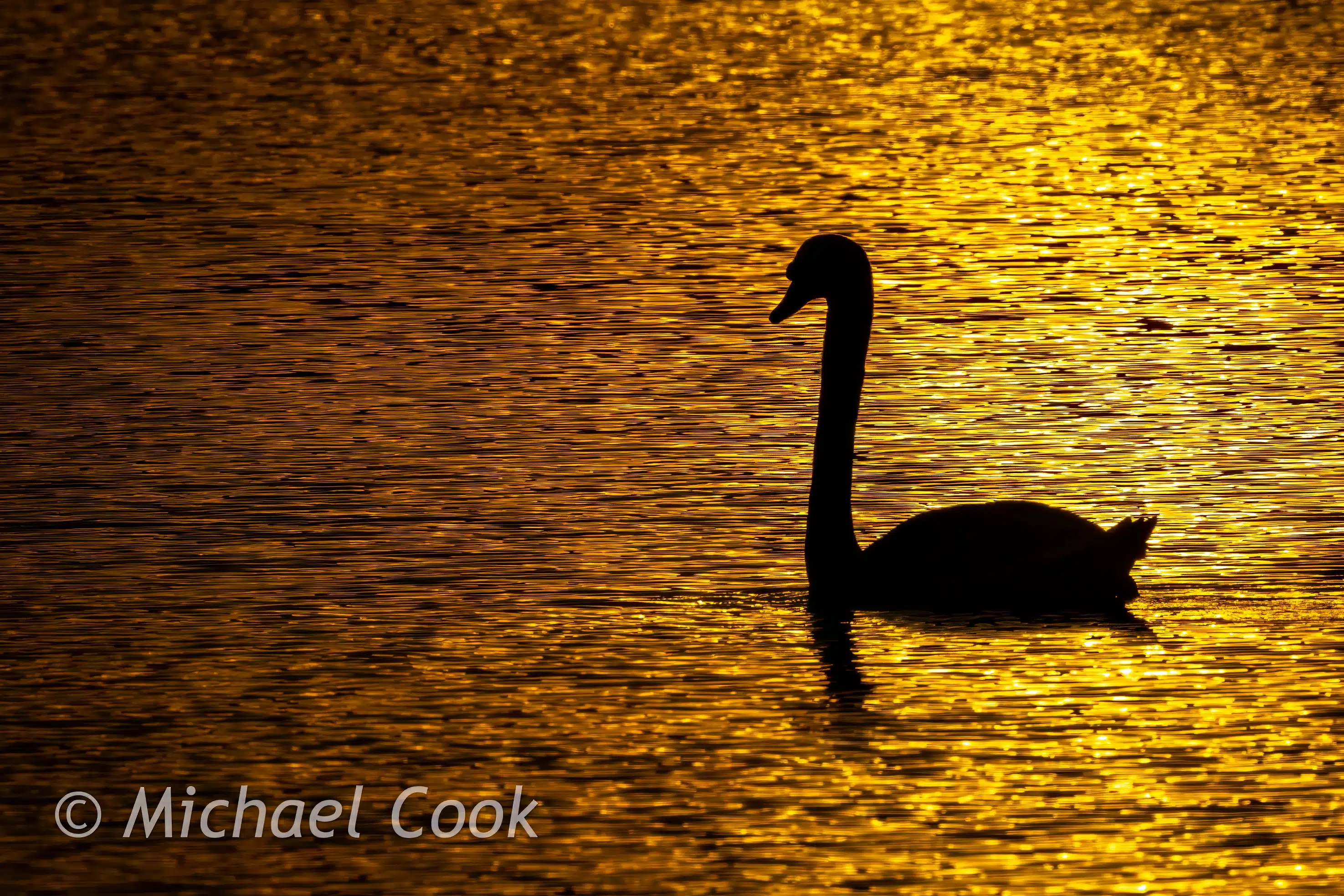 Silhouette of a black swan swimming in Hogganfield Loch at sunset, golden water reflections.