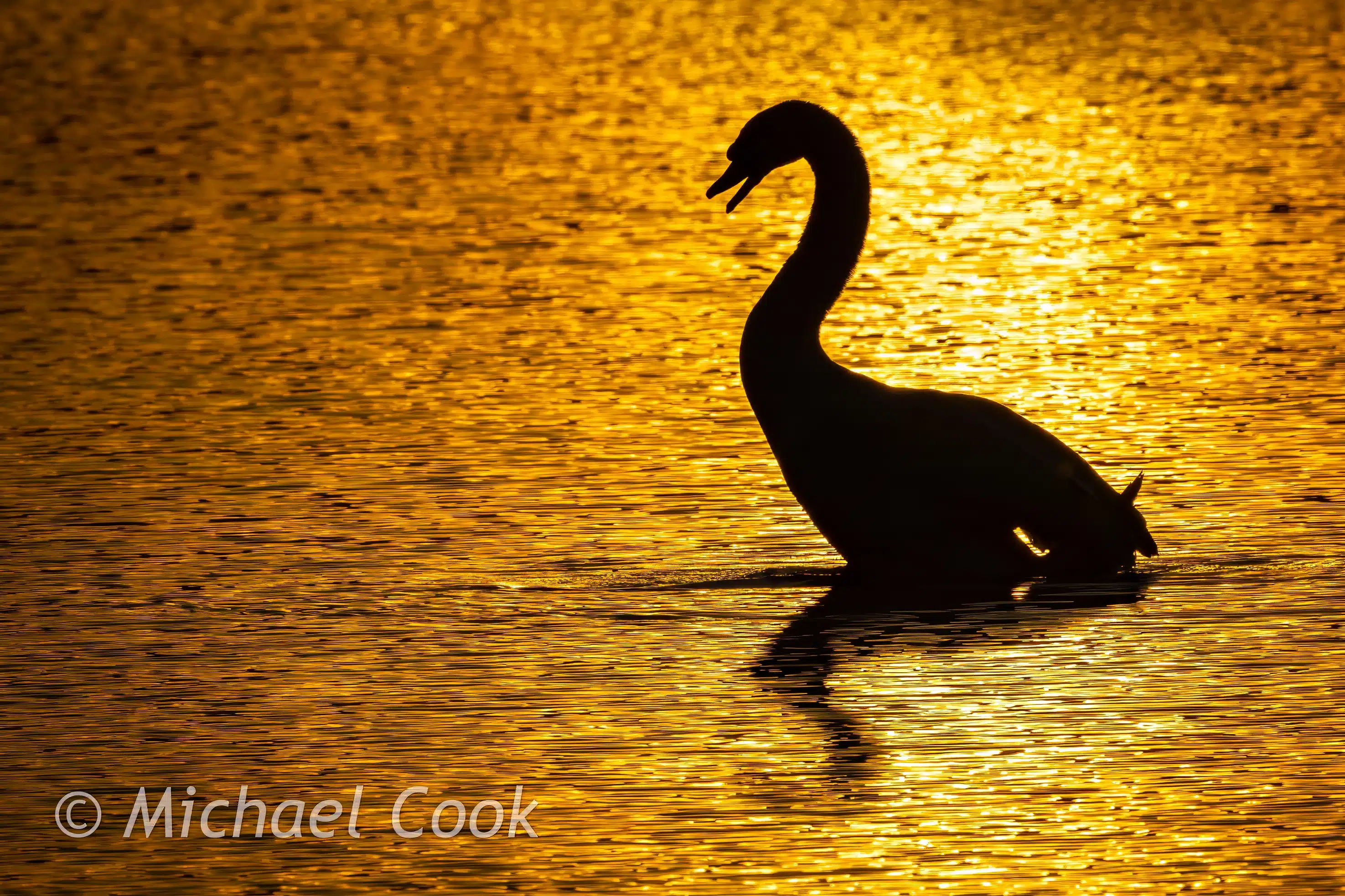 Silhouette of a swan swimming in Hogganfield Loch at sunset, golden water reflecting light.