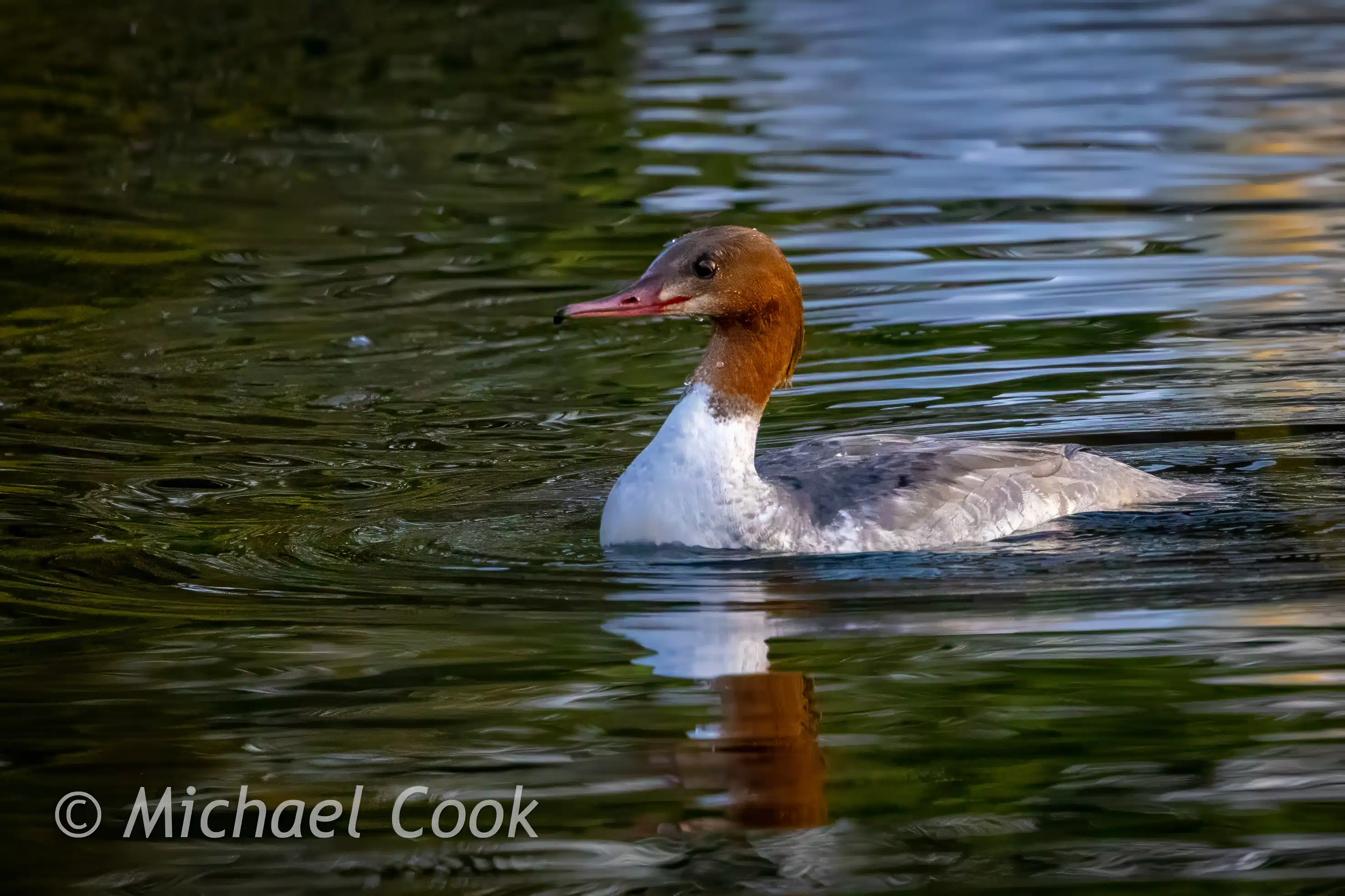 Female Goosander duck swimming in Hogganfield Loch.