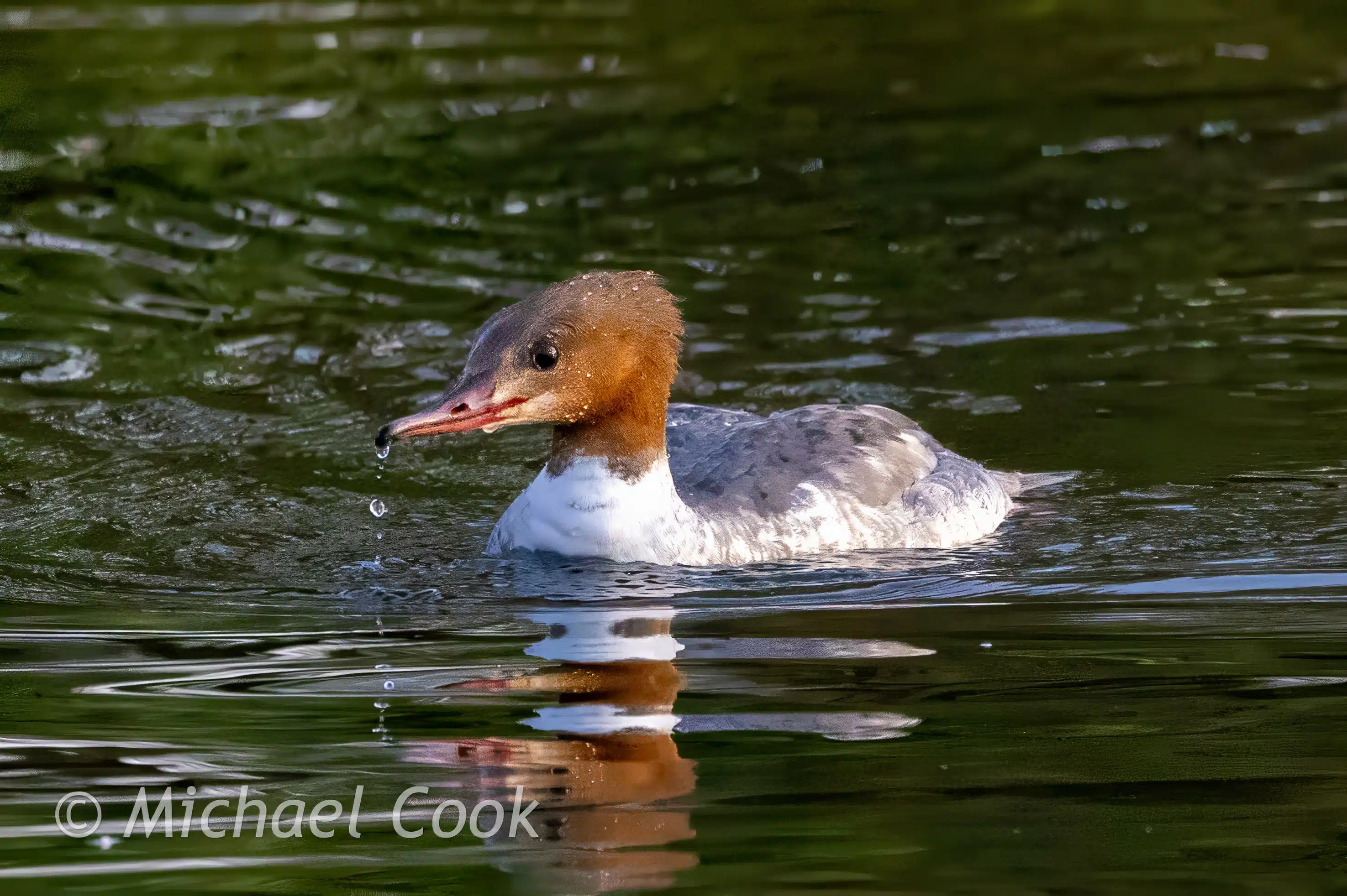 Female common merganser duck swimming in Hogganfield Loch, Glasgow.