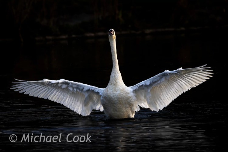 Swan with wings spread wide on Hogganfield Loch.
