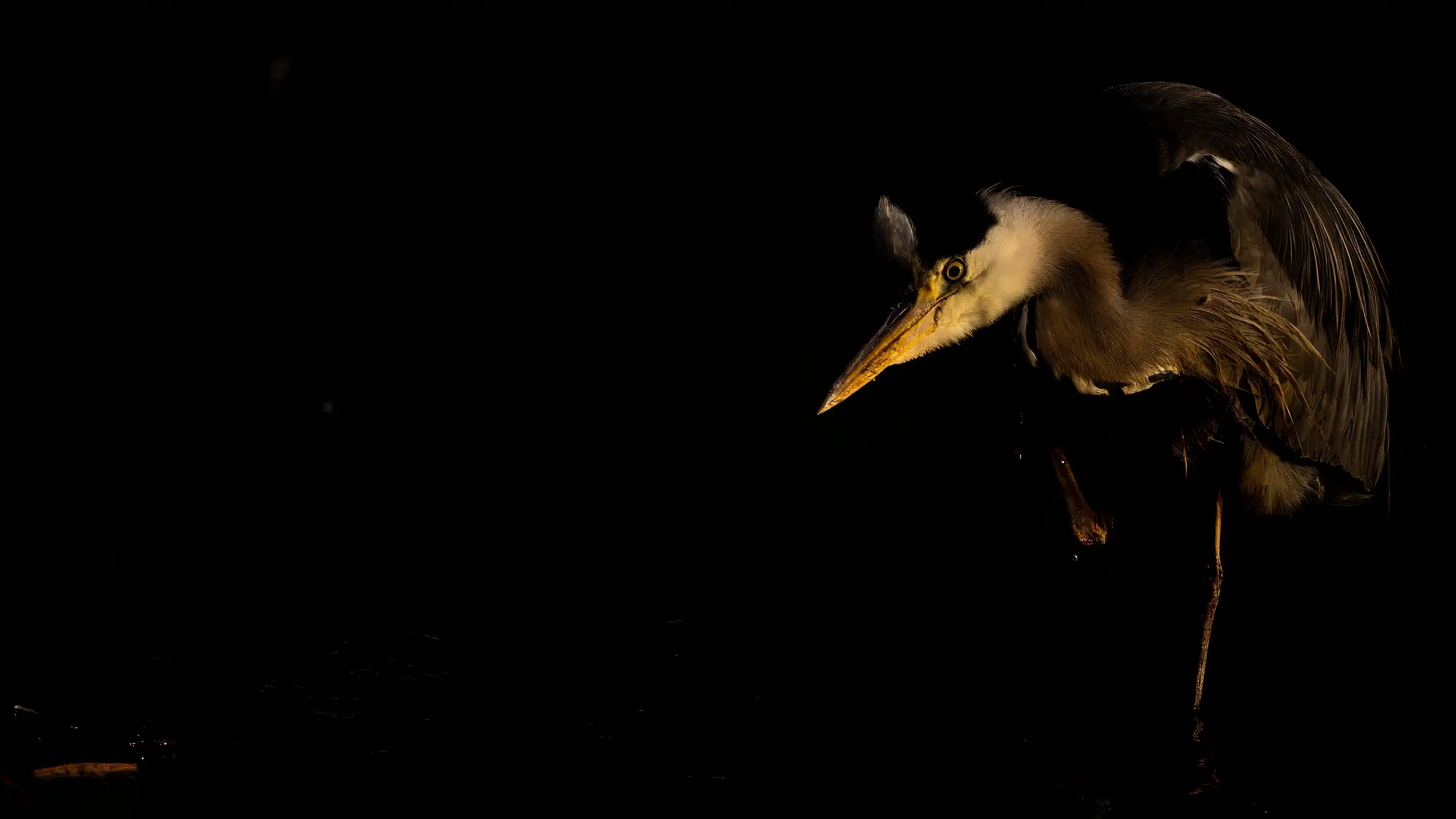 Great blue heron at Hogganfield Loch, captured in a dramatic low-light wildlife photography shot.