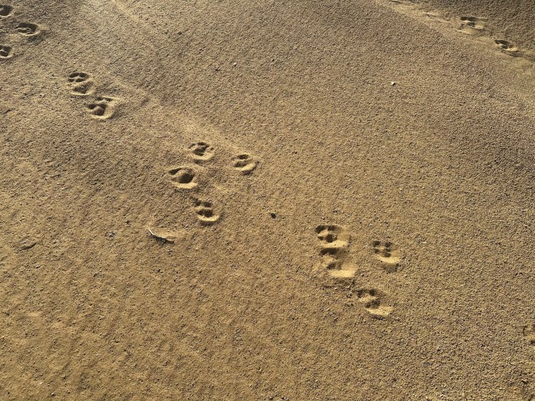 Back of a Canon DSLR camera with buttons and screen visible.