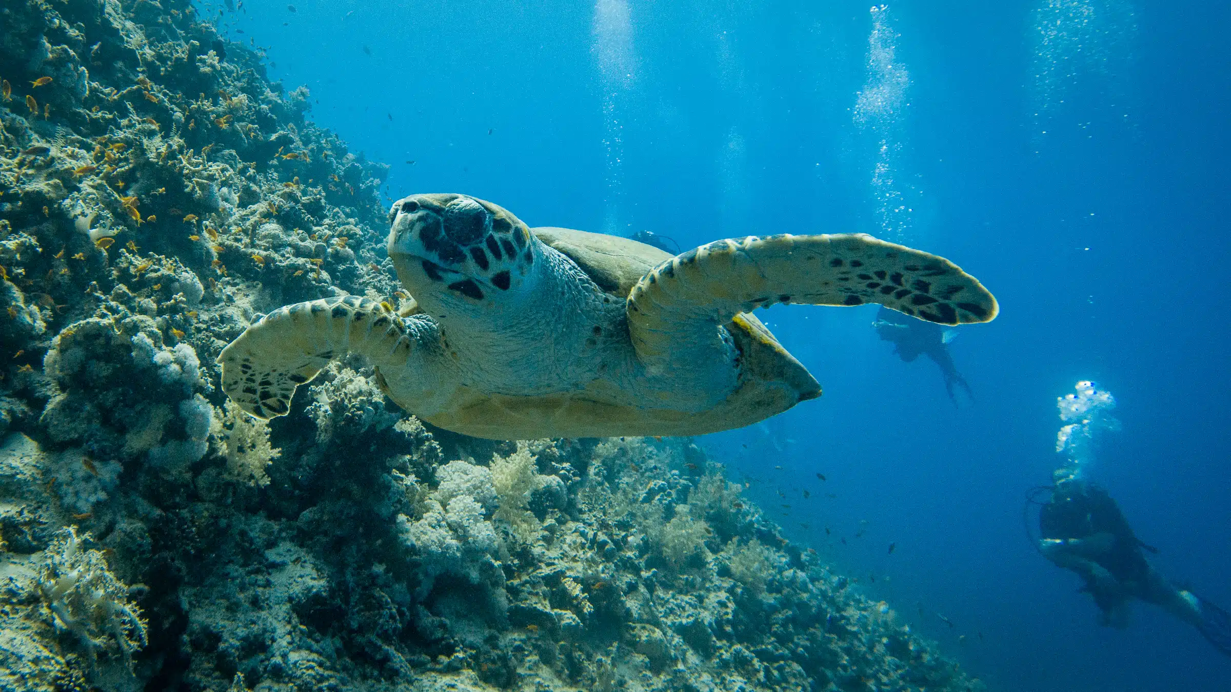 Sea turtle swimming in the Red Sea near coral reef with scuba divers in the background.