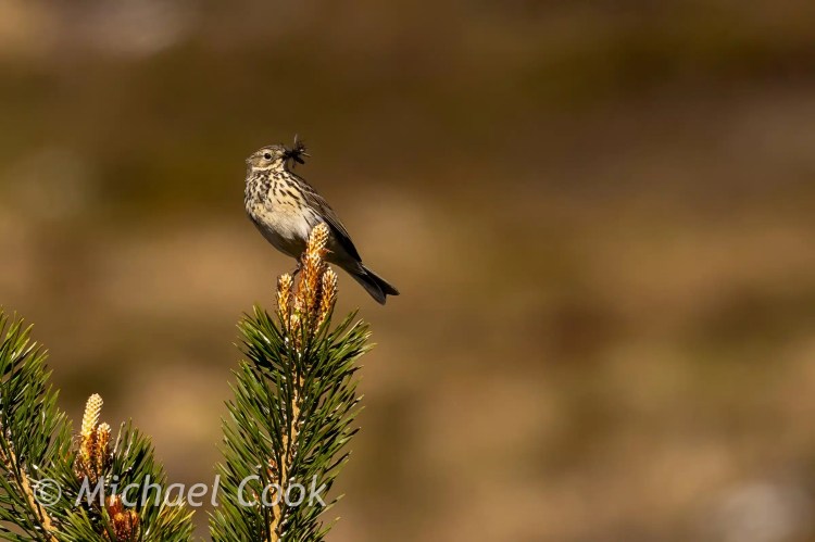 Skylark perched on a Speyside pine tree branch