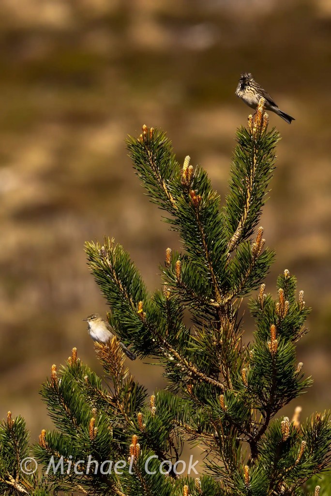Two birds perched on a Speyside pine tree.