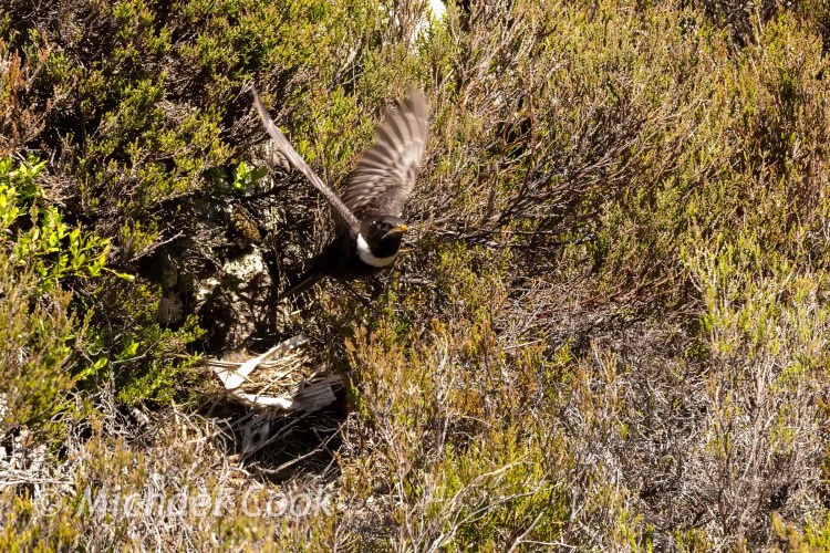 Ring Ouzel bird taking flight from its nest nestled in Speyside foliage.