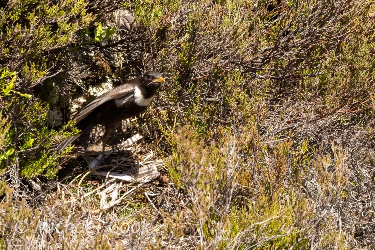 Speyside bird with white neck patch near its nest in grassy terrain.