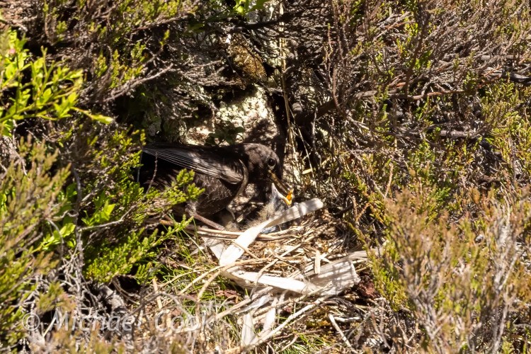 Bird feeding chicks in nest, Speyside habitat.