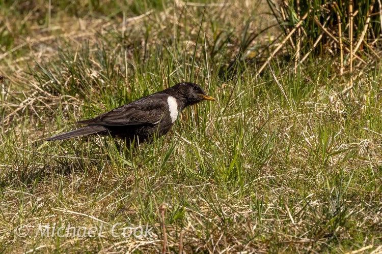Ring Ouzel in Speyside grass, foraging for food.