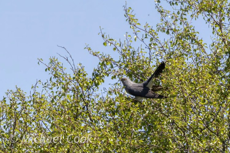 Cuckoo bird perched in a lush green tree against a clear blue sky.