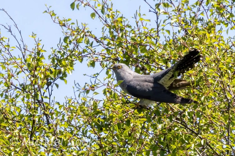 Cuckoo bird perched in a tree, Speyside nature.