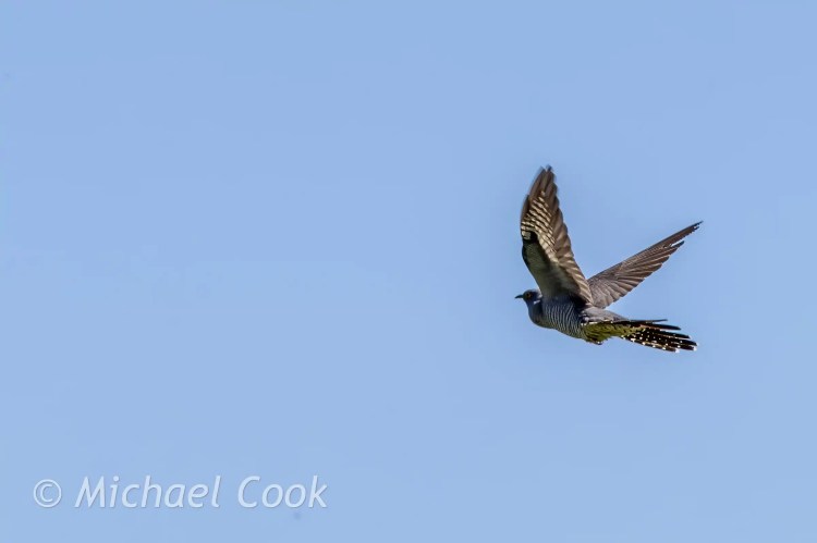 Cuckoo in flight against a clear blue sky. Speyside birdwatching.
