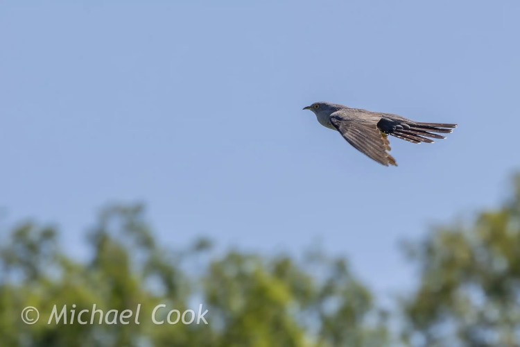 Cuckoo in flight against a clear blue sky, near Speyside.