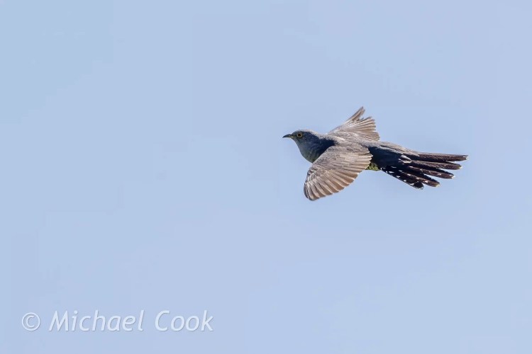 Cuckoo in flight against a bright blue sky.