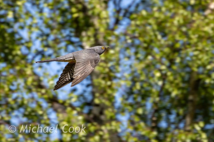 Cuckoo in flight against a backdrop of Speyside trees and blue sky.